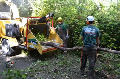 tree services World Golf Village